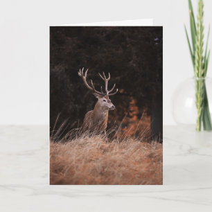 Red Hjort Stag Kort