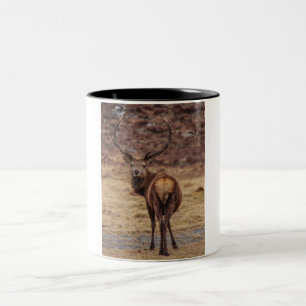 Red Hjort Stag Mugg