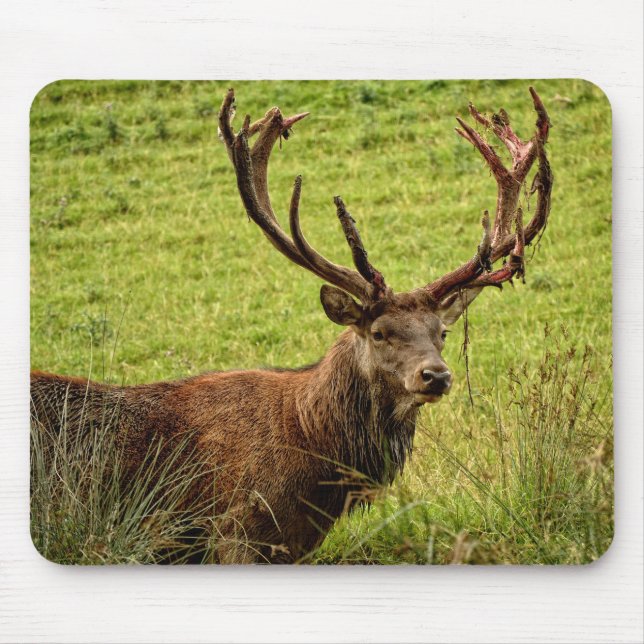 Red Hjort Stag Musmatta (Framsidan)