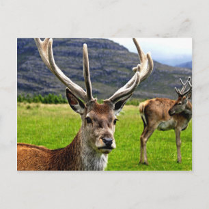 Red Hjort Stag Vykort