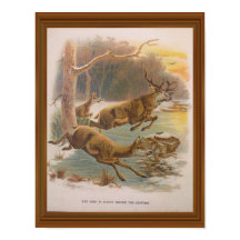 Red Hjort Vintage Illustration 1800-talskonst