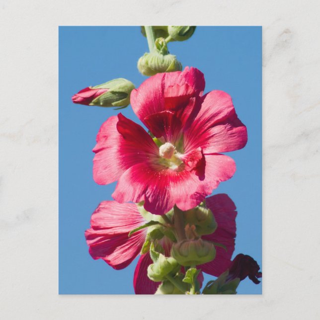 Red Hollyhock mot Blå himmel Vykort (Framsida)