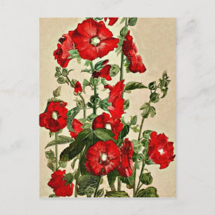 Red Hollyhocks Vykort