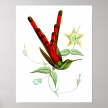Red Hummingbird No.10 Antique bird Poster Print.