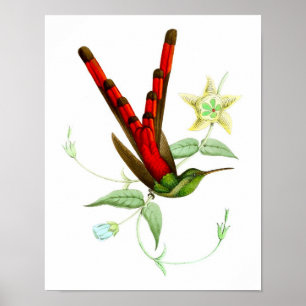 Red Hummingbird No.10 Antique bird Poster Print.