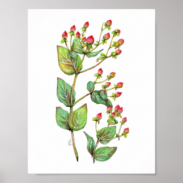 Red Hypericum Berry Poster (Framsidan)