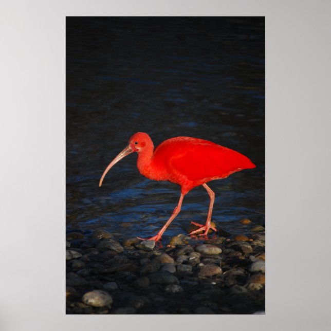 Red Ibis Poster (Framsidan)