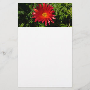 Red Ice Flower Colorful Carpet Plant Brevpapper