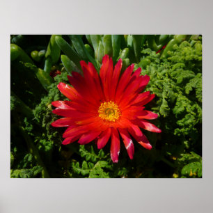 Red Ice Flower Colorful Carpet Plant Poster