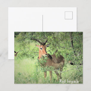 Red Impala Afrika Vykort
