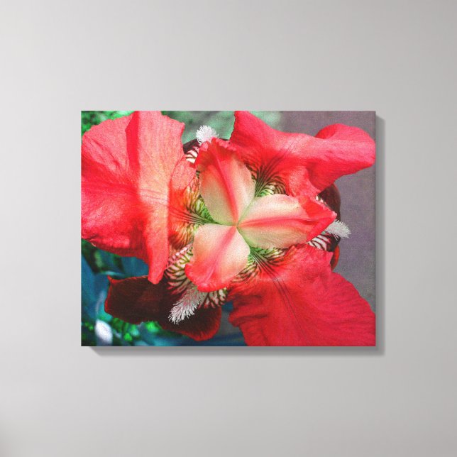 Red Iris Canvas (Framsida)