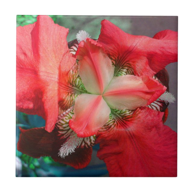 Red Iris Tile Kakelplatta (Framsidan)