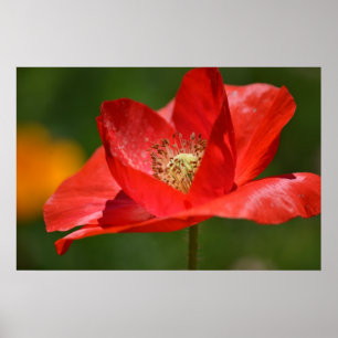 Red Island Poppy Flower Poster