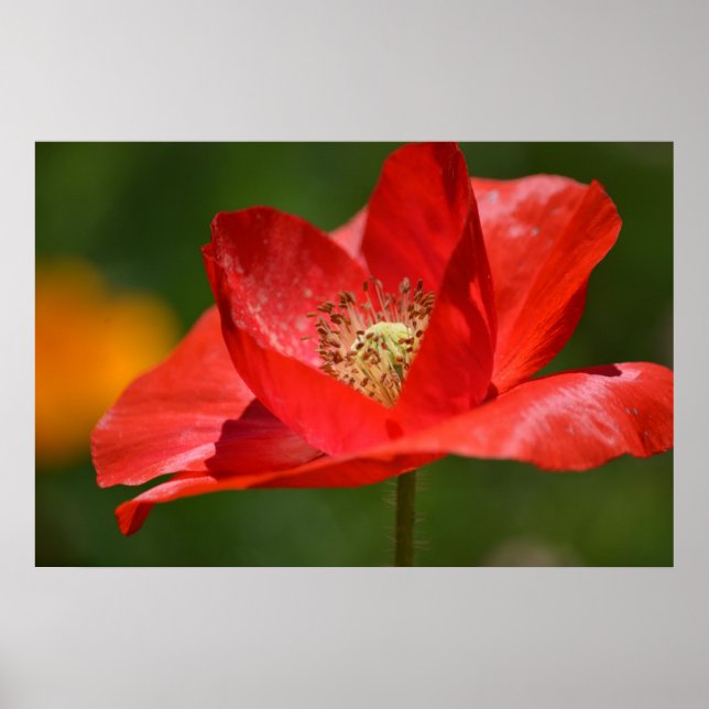 Red Island Poppy Flower Poster (Framsidan)