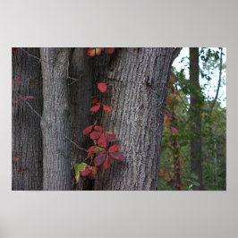 Red Ivy på Träd Poster
