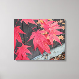 Red Japanese Maple Leaves Botanical Canvastryck