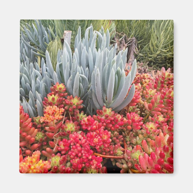 Red Jelly Bean Sedum och Blue Ice Plant Succulent Magnet (Framsidan)