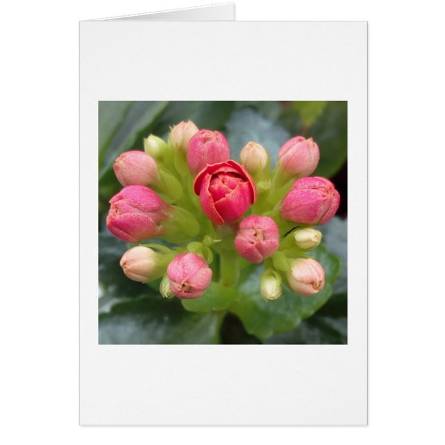 Red Kalanchoe Buds Hälsningskort (Framsidan)