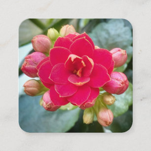 Red Kalanchoe Flower Fyrkantigt Visitkort
