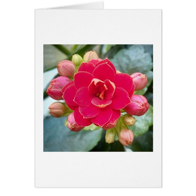 Red Kalanchoe Flower Hälsningskort (Framsidan)
