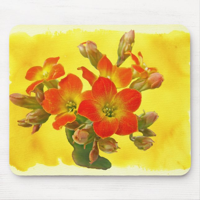 Red Kalanchoe - Succulent Sunshine Musmatta (Framsidan)