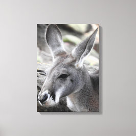 Red Kangaroo Canvastryck