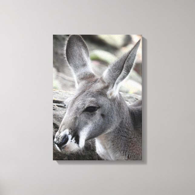Red Kangaroo Canvastryck (Framsida)