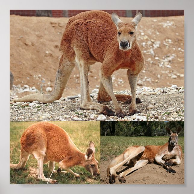 Red Kangaroo Poster (Framsidan)