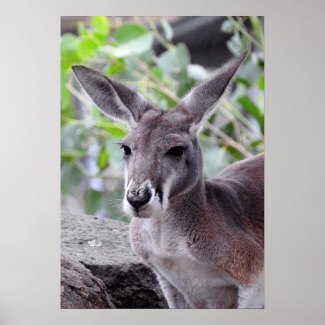 Red Kangaroo Poster (Framsidan)
