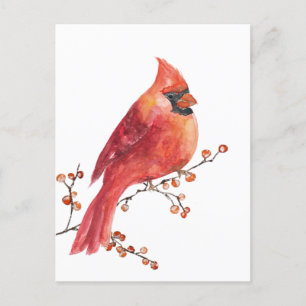 Red Kardinal Eating Winter Ilex Berries Vykort