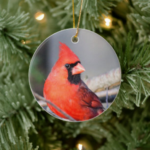 Red Kardinal Vapensköld Ceramic Ornament
