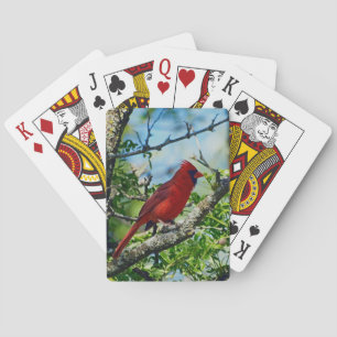 Red Kardinal Vild Bird Kortlek