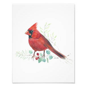 Red Kardinal Watercolor Photo Print Fototryck