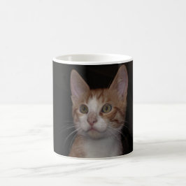 Red kattunge - unge katt, svart bakgrund kaffemugg