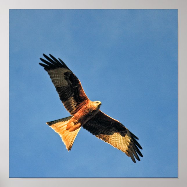 Red Kite Bird of Ber Poster (Framsidan)