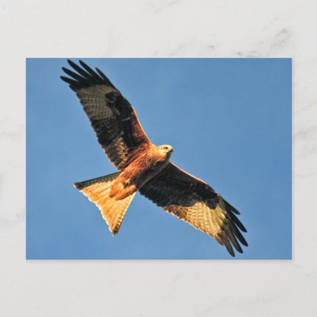 Red Kite Bird of Ber Vykort (Framsida)