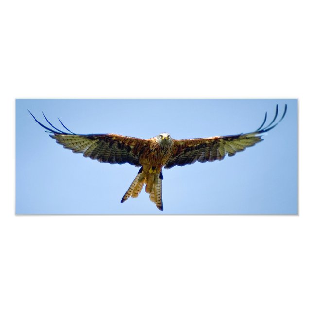 Red Kite Fototryck (Framsidan)