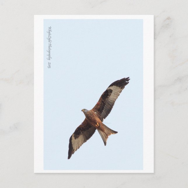 Red Kite i Himlar Vykort (Framsida)