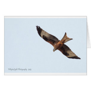Red Kite i Himmel Hälsningskort