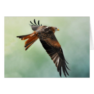 Red Kite på flygplanet OBS Kort