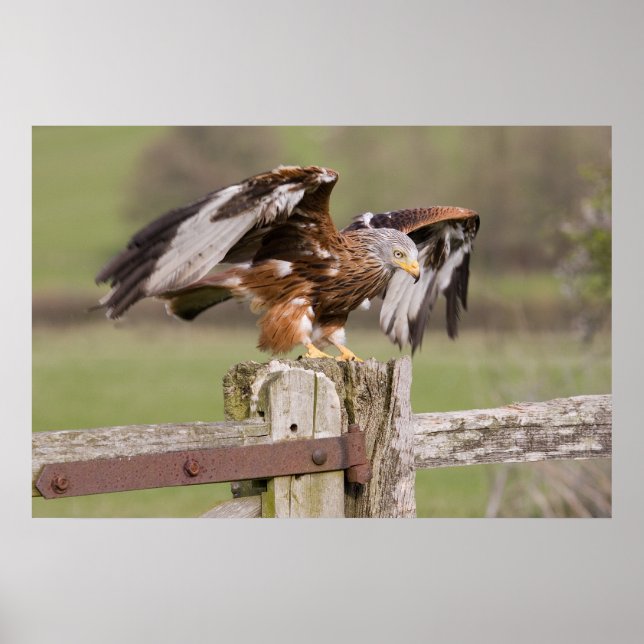 Red Kite Poster (Framsidan)