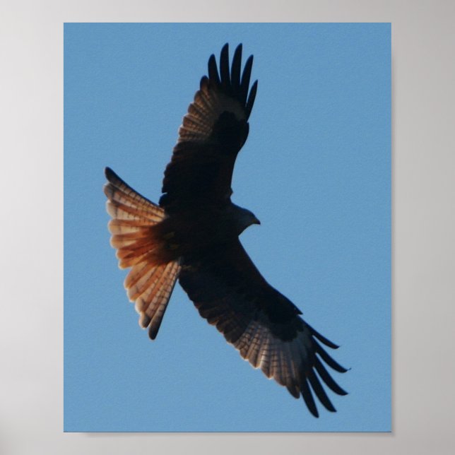 Red Kite Poster (Framsidan)
