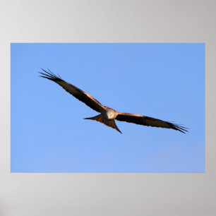 Red Kite-solning Skriv ut Poster