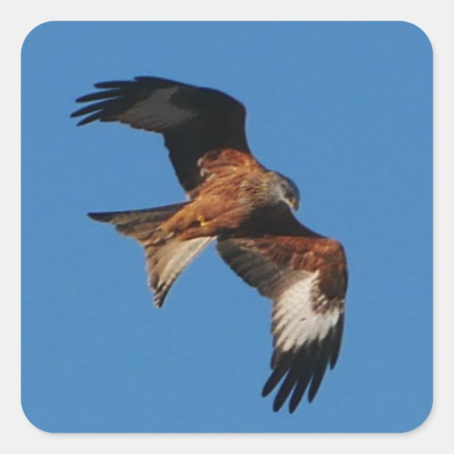 Red Kite Sticker Fyrkantigt Klistermärke (Framsida)