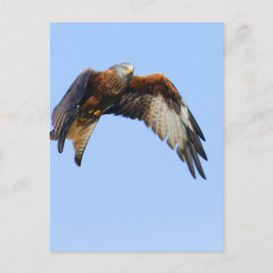 Red Kite Vykort