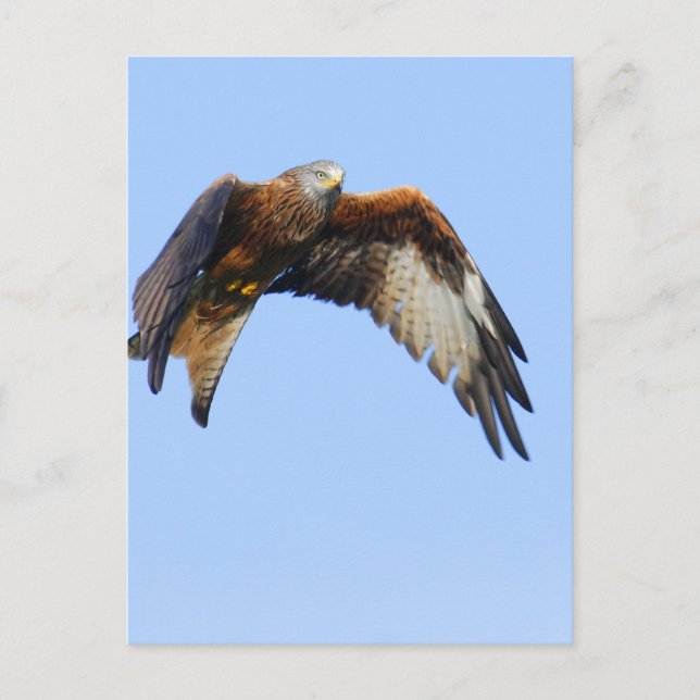 Red Kite Vykort (Framsida)