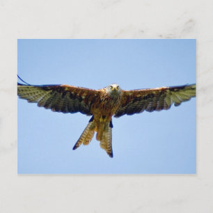 Red Kite Vykort