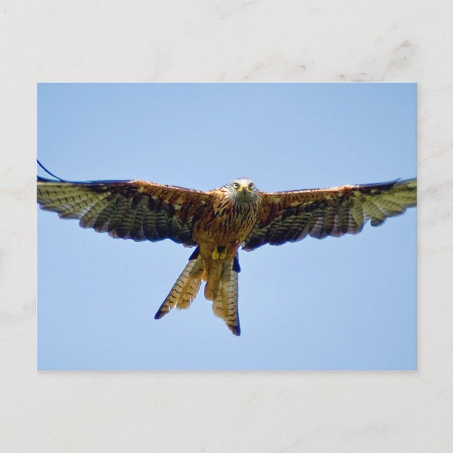 Red Kite Vykort (Framsida)