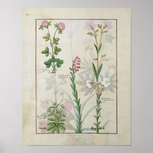 Red klöver & Aube Bellidis Onobrychis & Hyssopus Poster (Framsidan)
