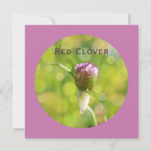 Red Klöver Flower på Magenta Julkort